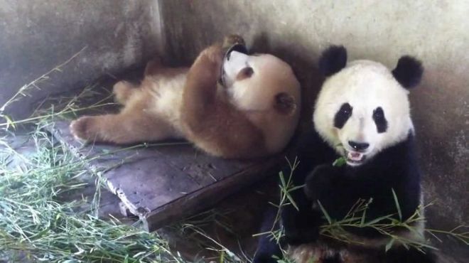 11 Rare Animals You Didn't Knew Really Exist