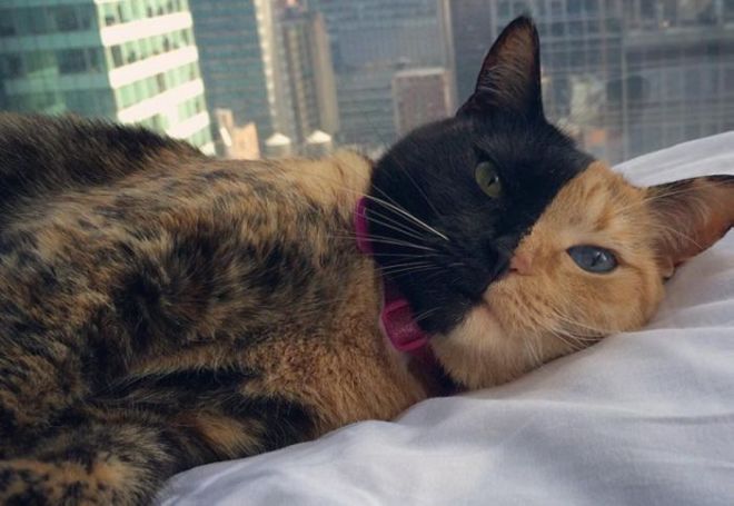 11 Rare Animals You Didn't Knew Really Exist