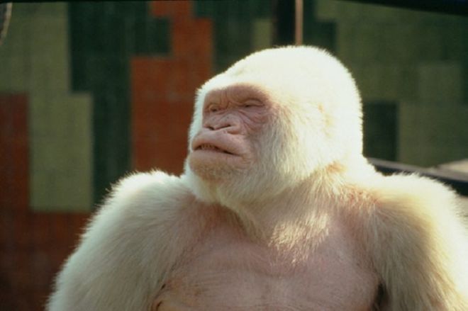 11 Rare Animals You Didn't Knew Really Exist