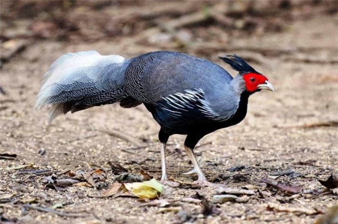 The Rare And Most Beautiful Wild Chickens Of Vietnam