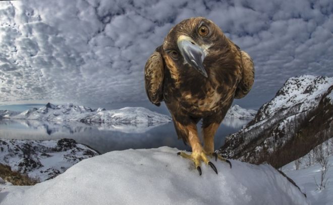 12 Most Amazing Photos From The Wildlife Photographer Of The Year 2019 Contest