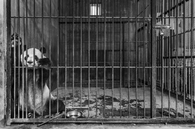 12 Most Amazing Photos From The Wildlife Photographer Of The Year 2019 Contest