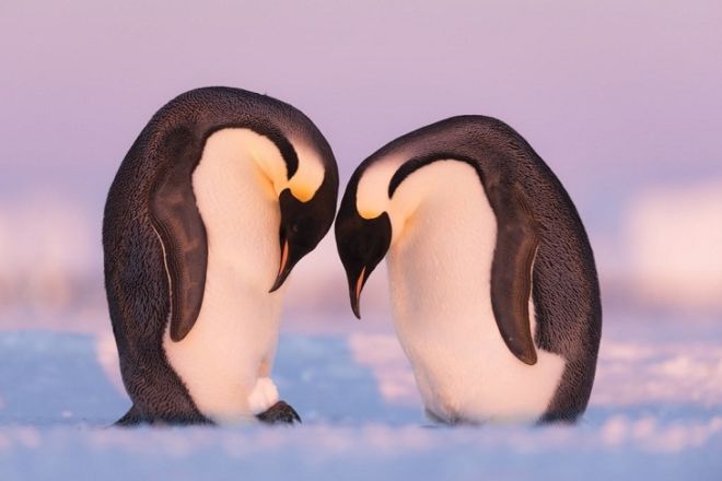 12 Most Amazing Photos From The Wildlife Photographer Of The Year 2019 Contest
