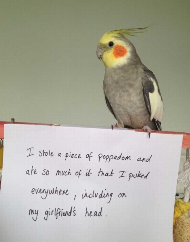 20 Funny Bird Shaming Photos To Make You Laugh
