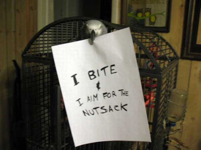 20 Funny Bird Shaming Photos To Make You Laugh