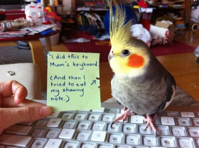 20 Funny Bird Shaming Photos To Make You Laugh