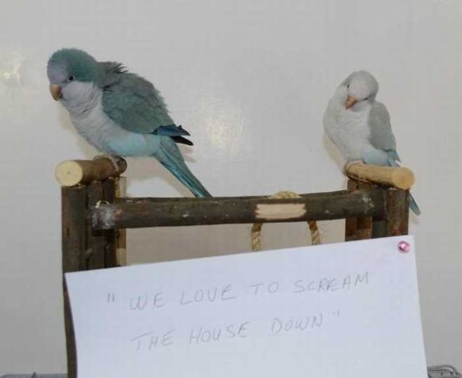 20 Funny Bird Shaming Photos To Make You Laugh