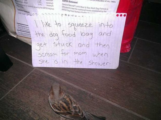20 Funny Bird Shaming Photos To Make You Laugh
