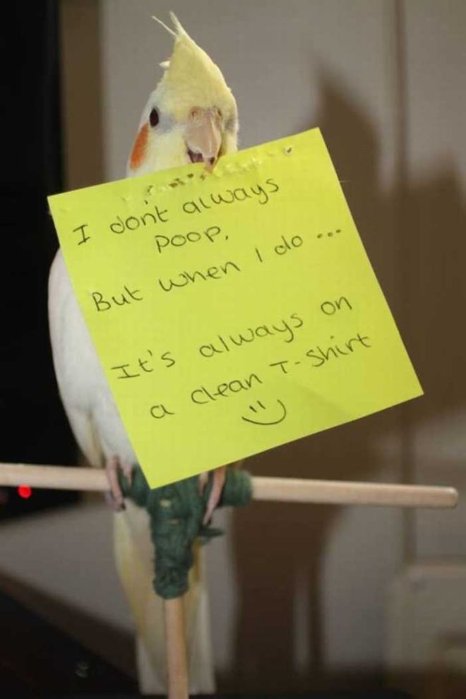 20 Funny Bird Shaming Photos To Make You Laugh