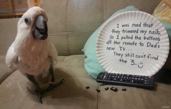 20 Funny Bird Shaming Photos To Make You Laugh