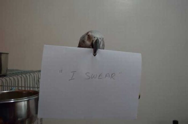 20 Funny Bird Shaming Photos To Make You Laugh