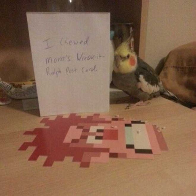 20 Funny Bird Shaming Photos To Make You Laugh