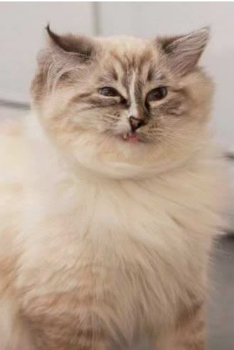 Some Cats Are Really Unphotogenic