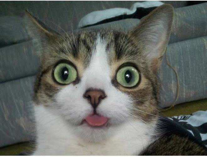 Some Cats Are Really Unphotogenic