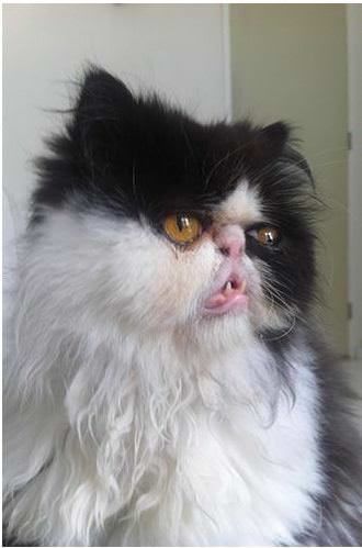 Some Cats Are Really Unphotogenic