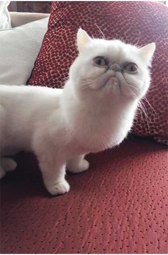 Some Cats Are Really Unphotogenic