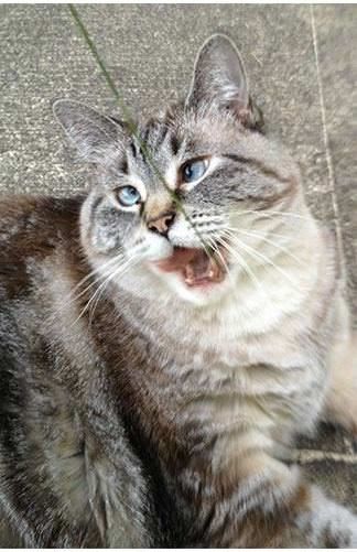 Some Cats Are Really Unphotogenic