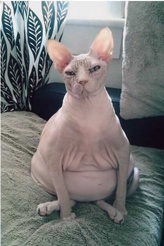 Some Cats Are Really Unphotogenic