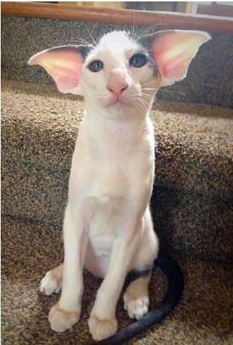 Some Cats Are Really Unphotogenic