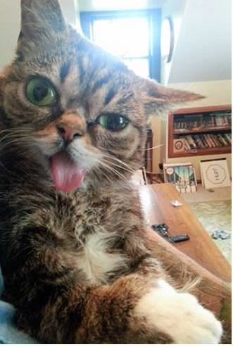 Some Cats Are Really Unphotogenic