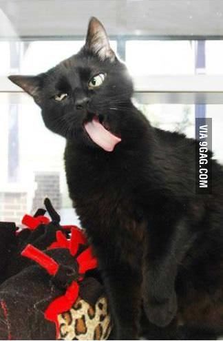 Some Cats Are Really Unphotogenic