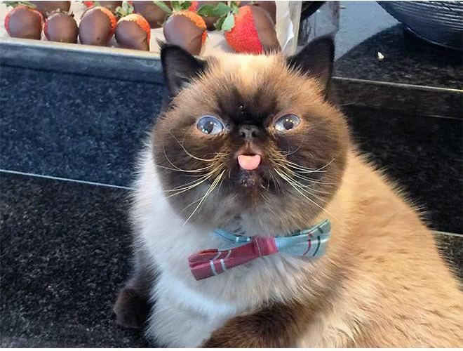 Some Cats Are Really Unphotogenic