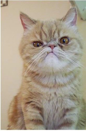 Some Cats Are Really Unphotogenic