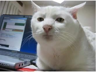 Some Cats Are Really Unphotogenic