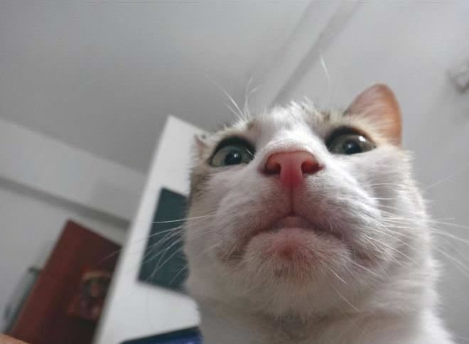 Some Cats Are Really Unphotogenic