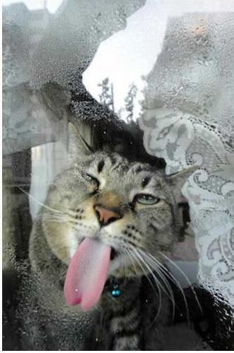 Some Cats Are Really Unphotogenic