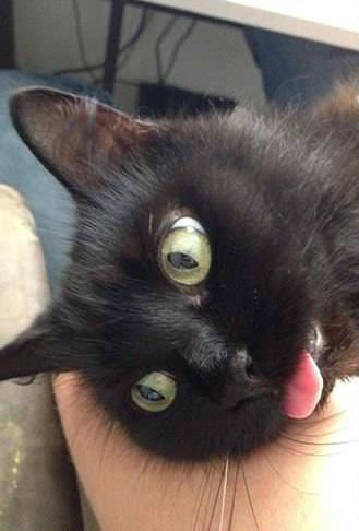 Some Cats Are Really Unphotogenic