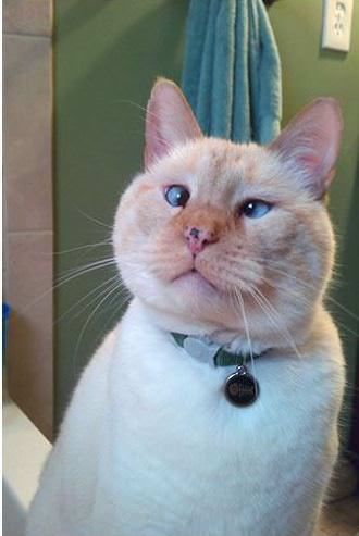 Some Cats Are Really Unphotogenic