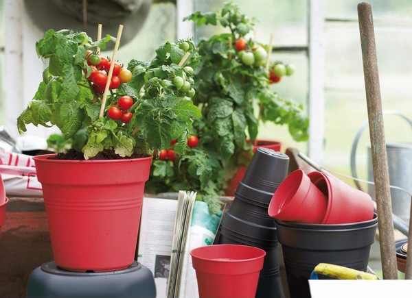 Learn How To Grow Your Own Vegetables And Fruits At Home