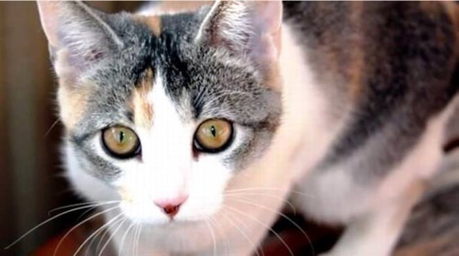 12 Surprising Phenomena That Leave Scientists Speechless