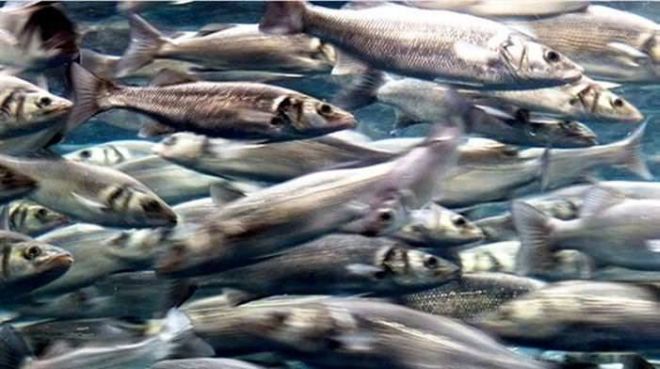 12 Surprising Phenomena That Leave Scientists Speechless